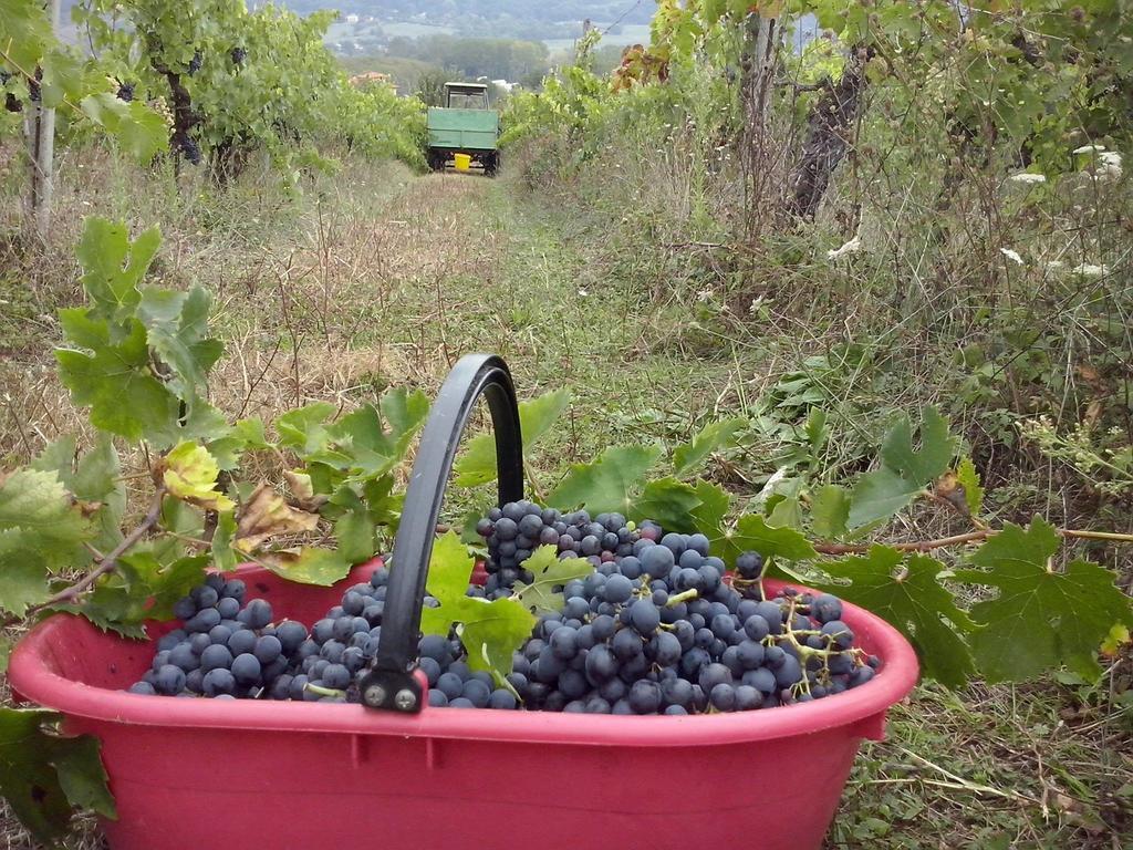Agriturismo La Querce Rignano sullʼArno Rum bild